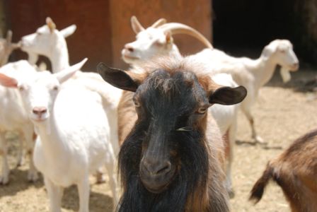 Goats for daily fresh cheese