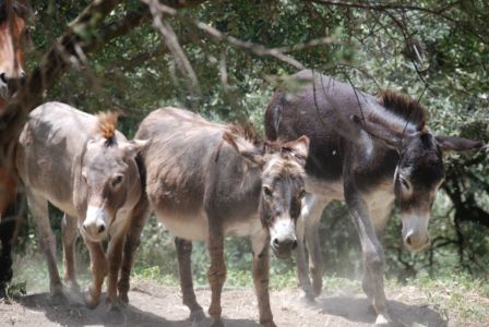 Donkeys to keep the grounds clear