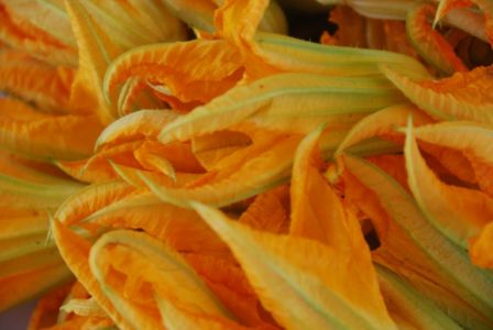 The beauty of the zucchini flower